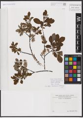 Foto von Salix aurita L.